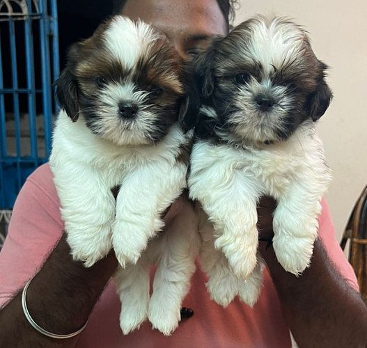 Top Quality SHIH TZU puppies Available in best price