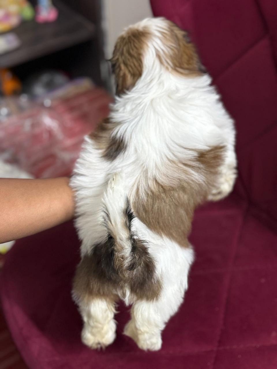 Top quality Shitzu puppies available