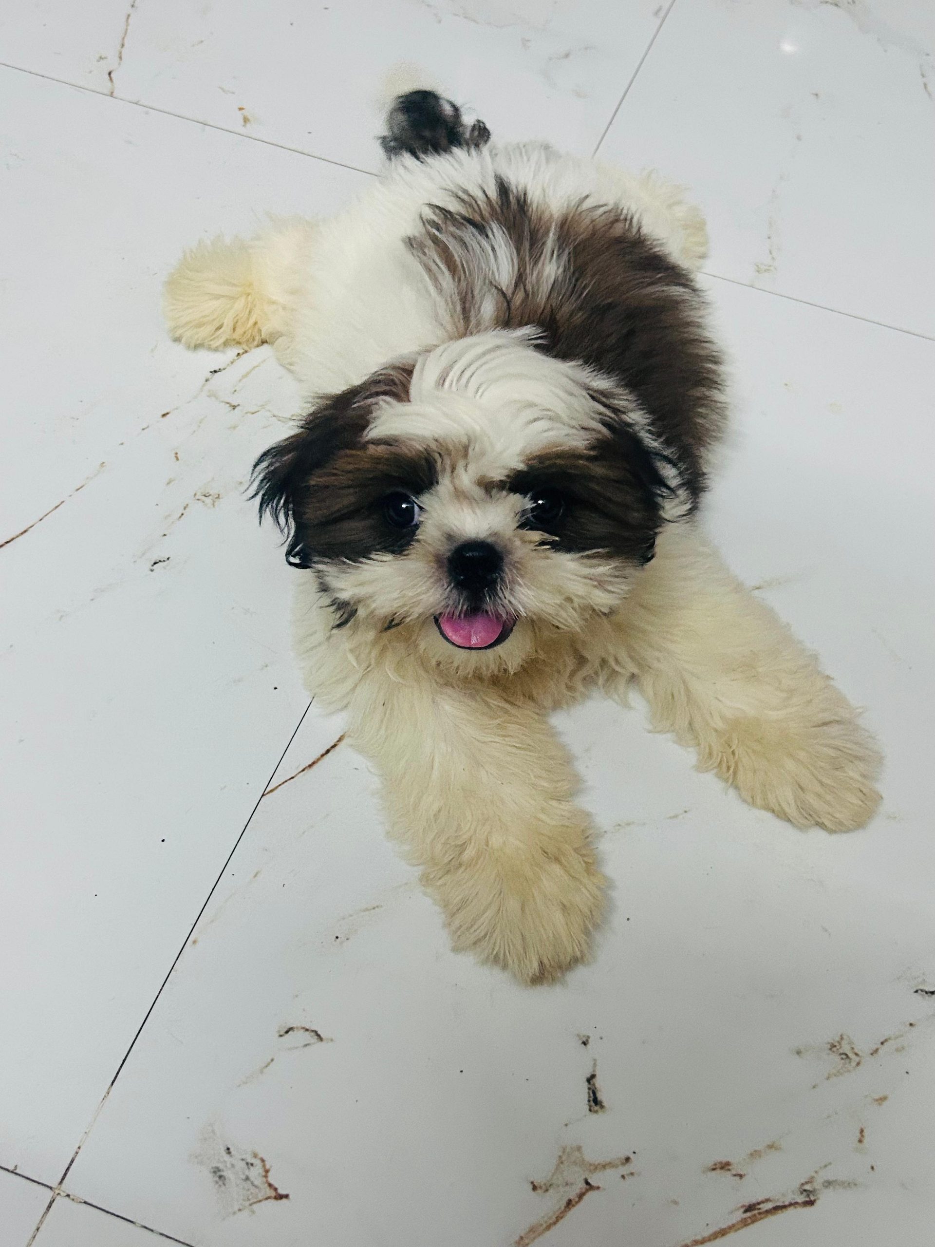 Top quality shizth puppy