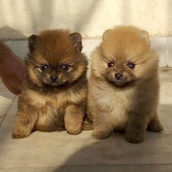 Toy Pomeranian puppies available in Chennai