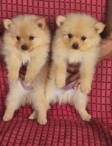 Toy pomerian