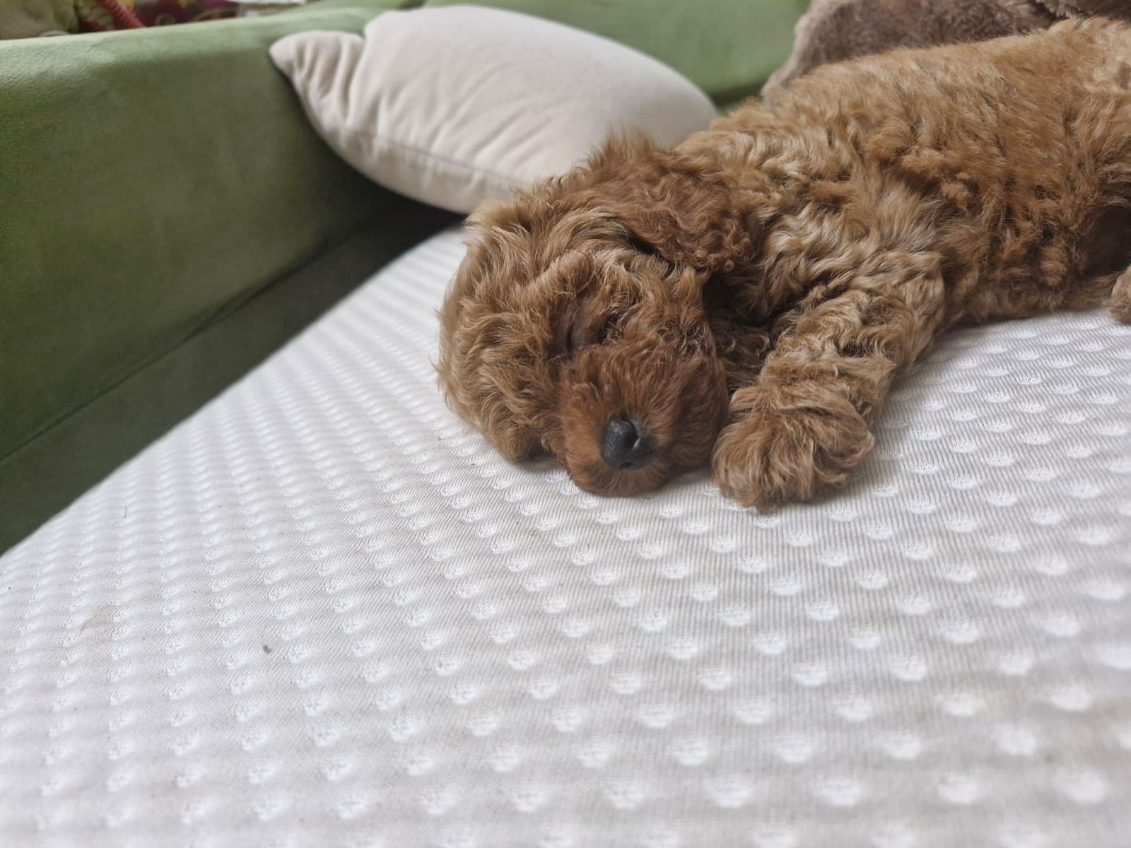 Toy poodle