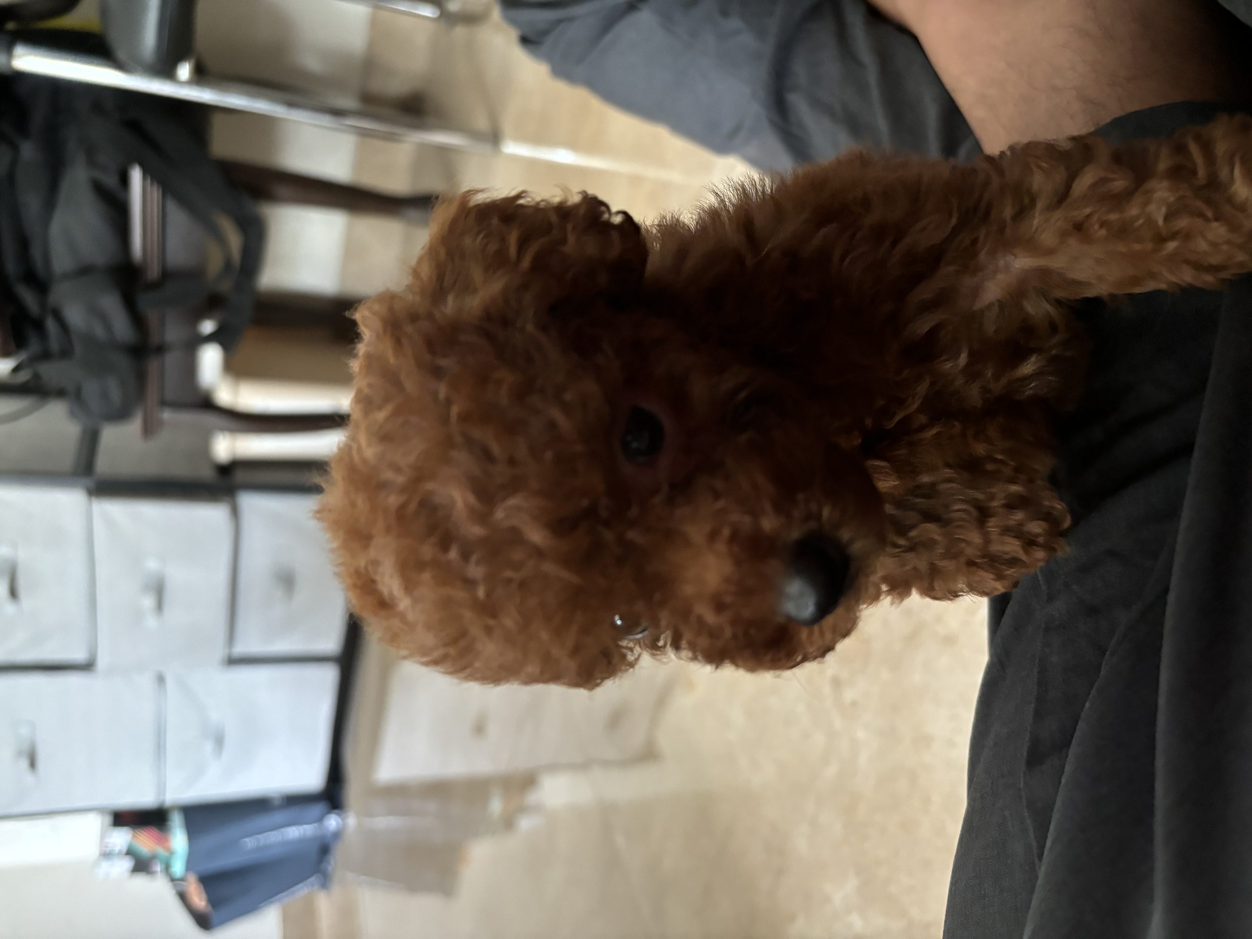 Toy poodle