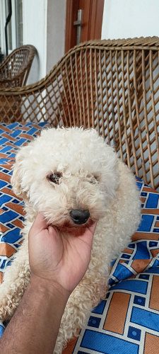 Toy Poodle