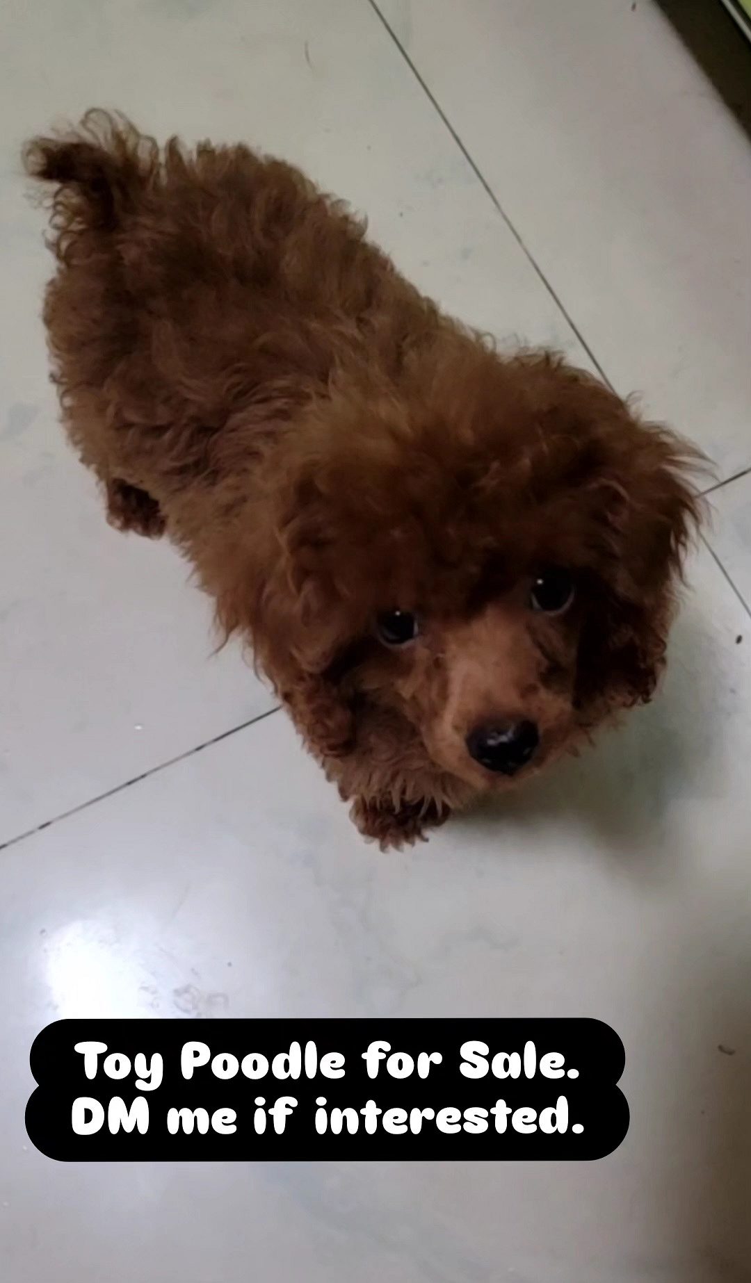 Toy Poodle