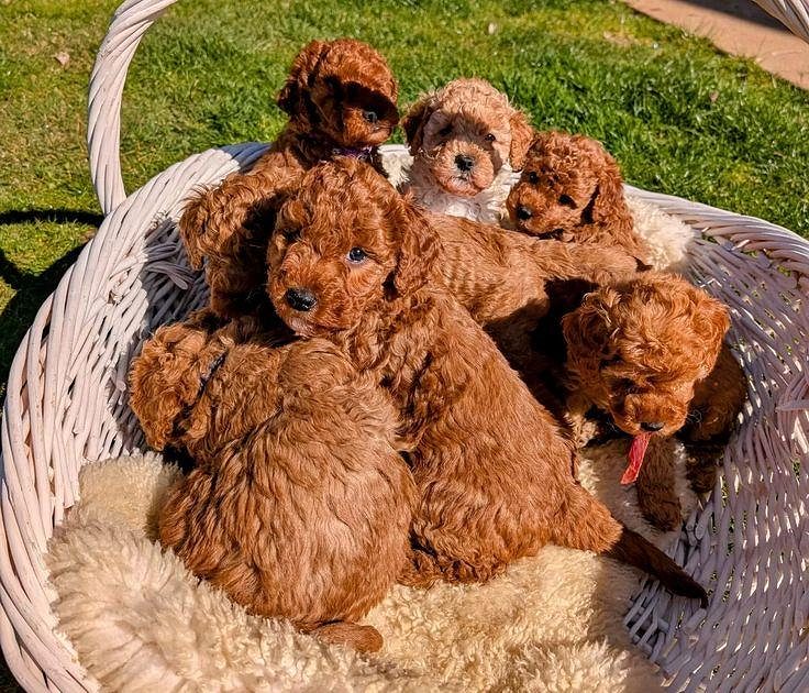 Toy poodle puppies