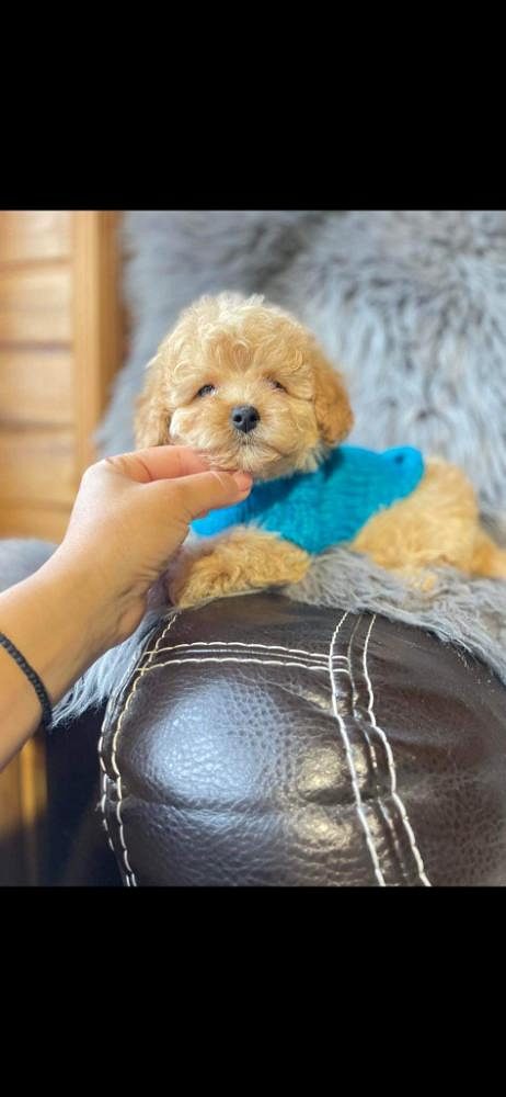 Toy poodle puppies KCI registered