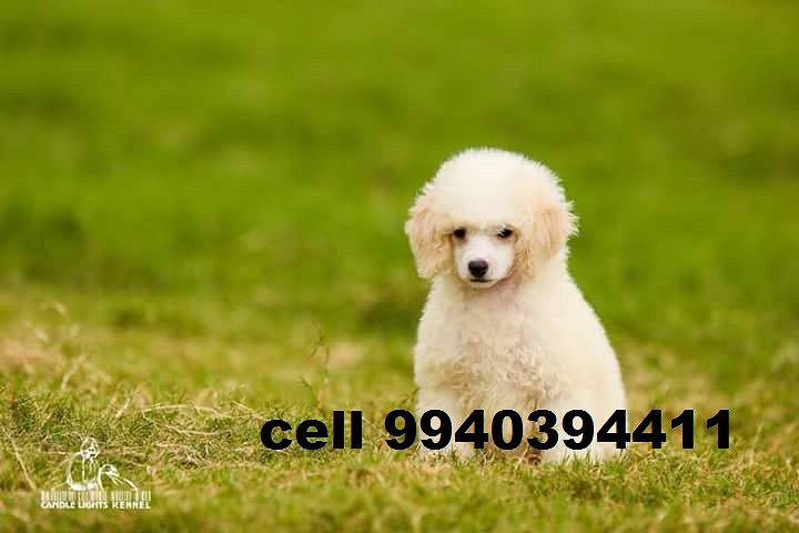 toy poodle puppies for sale in chennai
