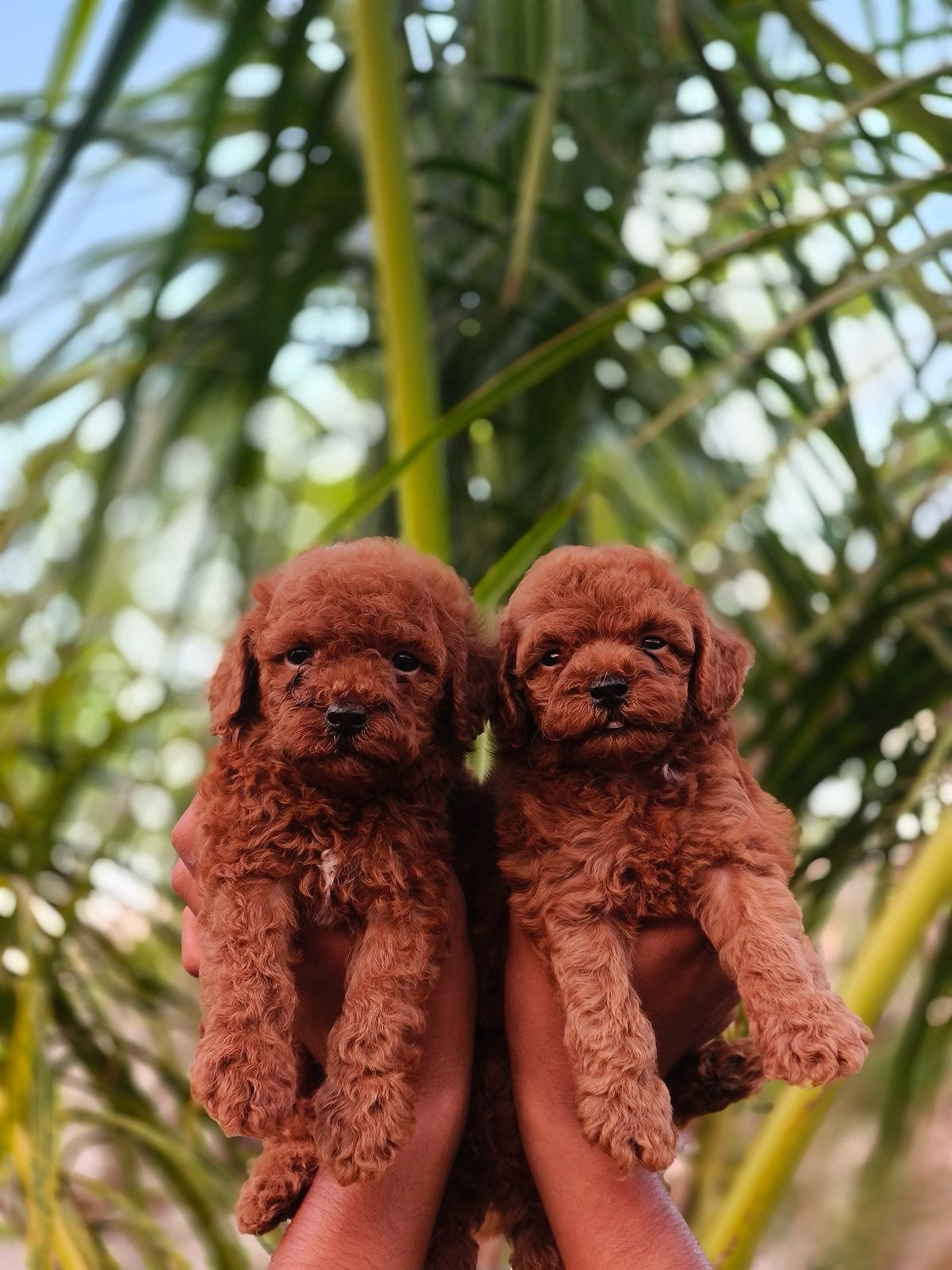 Toy poodle puppies