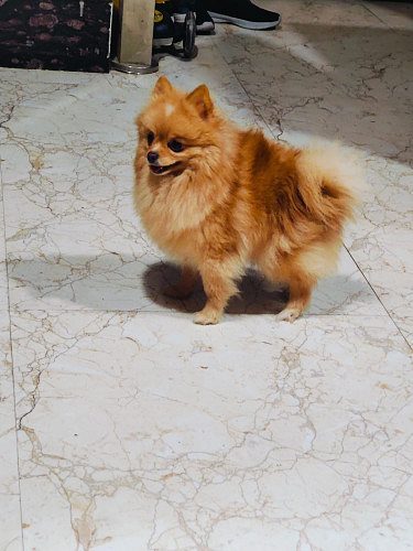 Toypom female 2 yrs old for sale in hisar