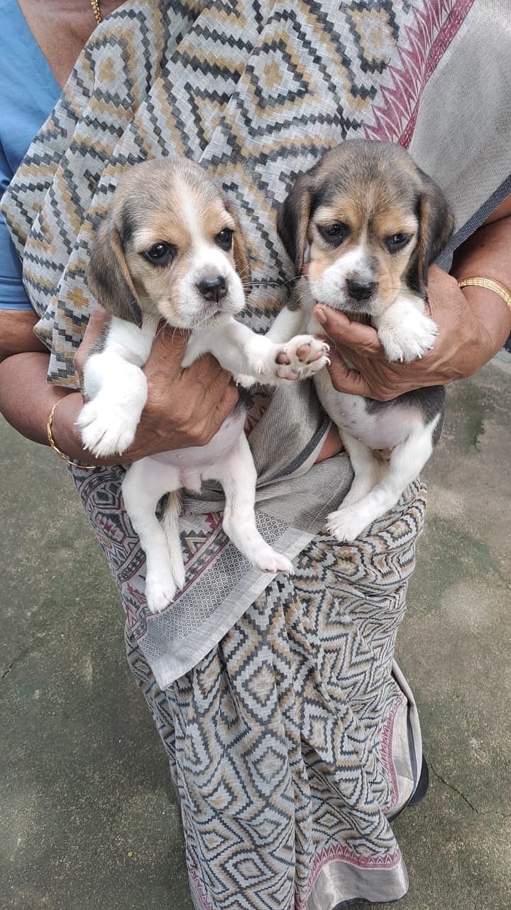 Tri color Beagle puppies