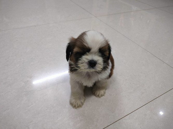 Tricolour coat male Shih Tzu dog