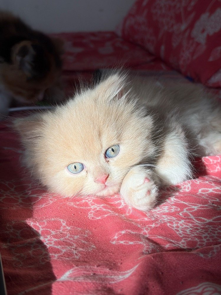 Triple coat Persian Kittens for sell