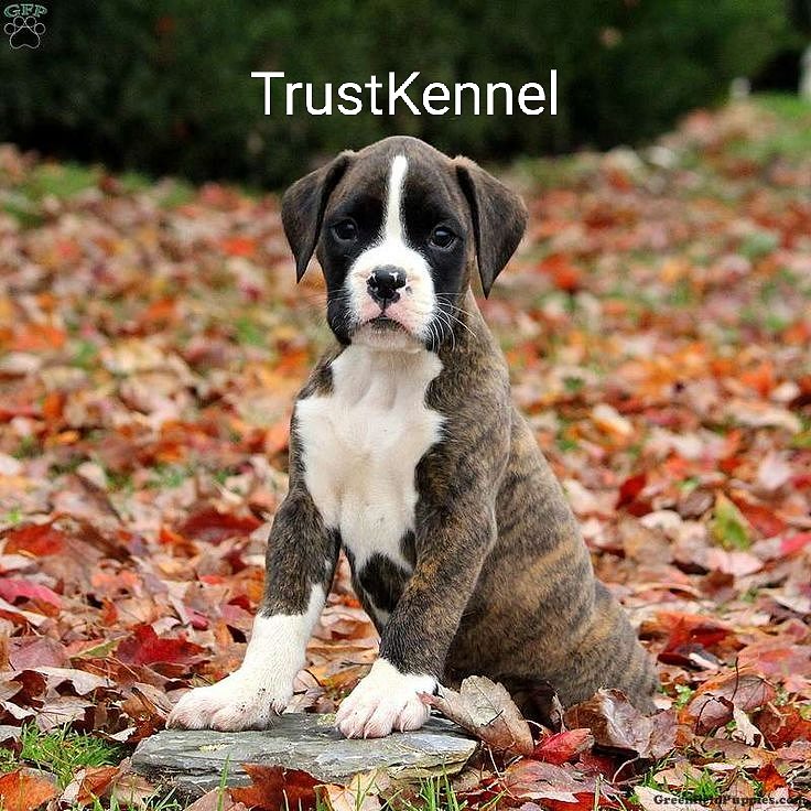 Trust Kennel Boxer Pups For Sale