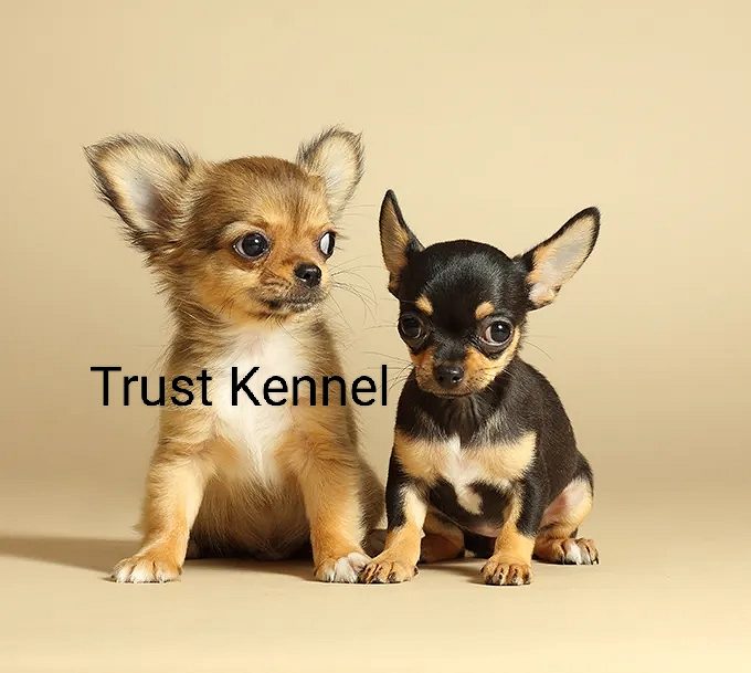 Trust Kennel Chihuahua Puppies Available Here
