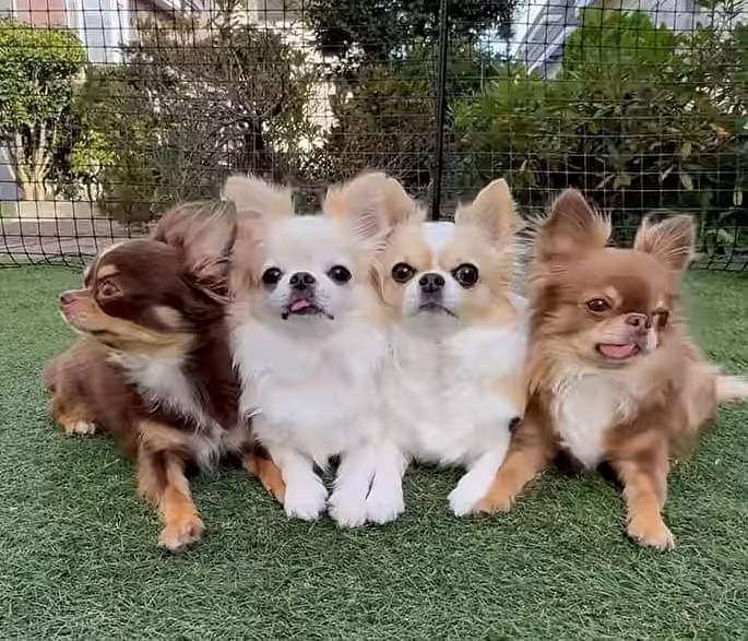 Trust Kennel Chihuahua Puppies Available Here