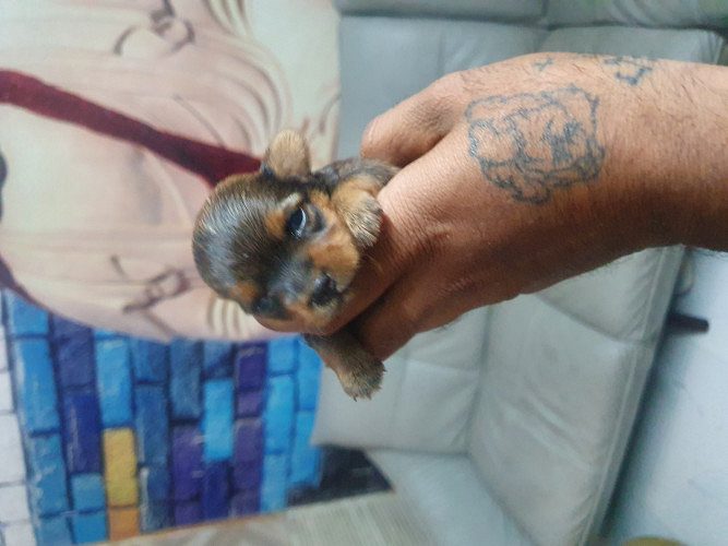 Trust Kennel Chihuahua Puppies Available Here