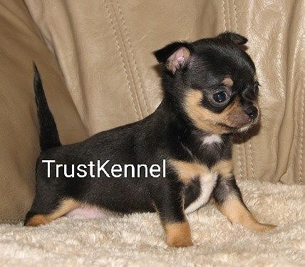 Trust Kennel Chihuahua Puppies Available Here
