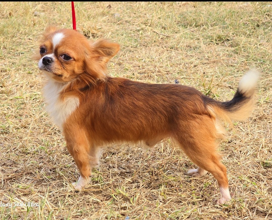 Trust Kennel Chihuahua Small Size Puppies Available Here