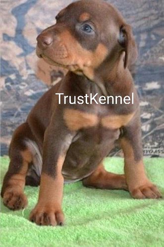 Trust Kennel Doberman Pups For Sale