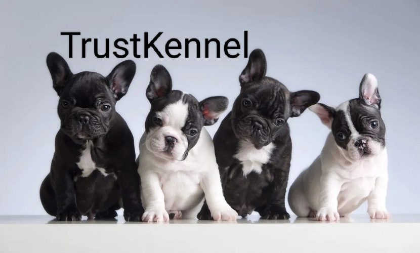 Trust Kennel French BullDog Pups Available Here