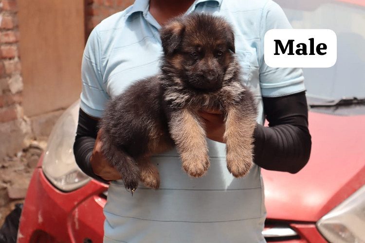 Trust Kennel GermanShepherd Puppies Available Here