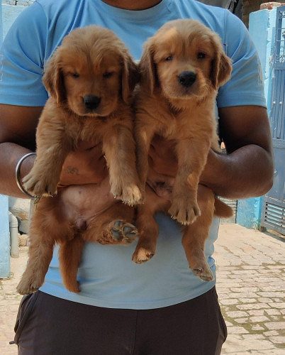 Trust Kennel GoldenRetriver Pups Available In Delhi