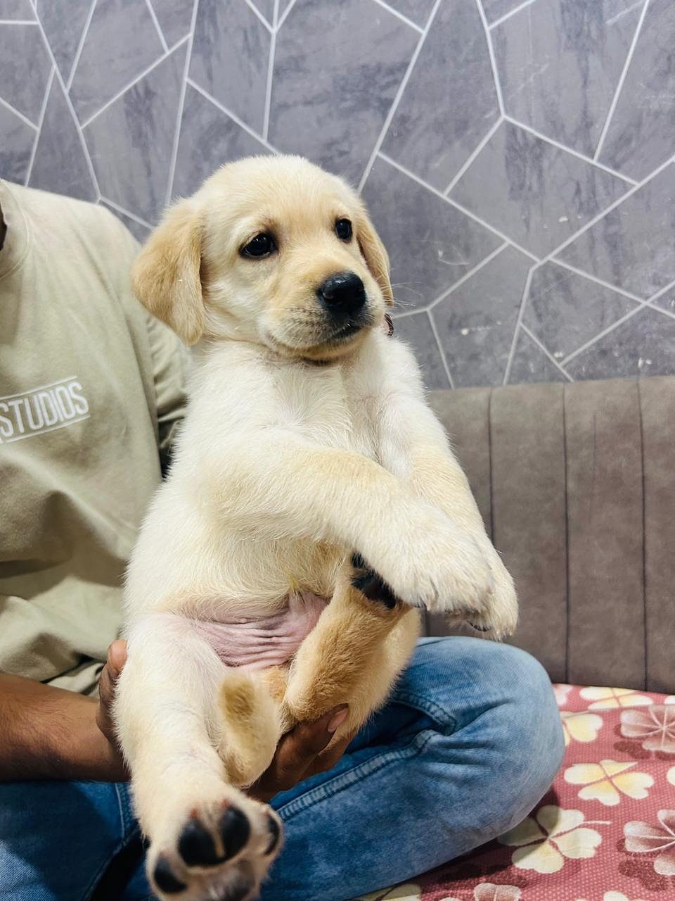 Trust Kennel Labrador Puppies For Sale