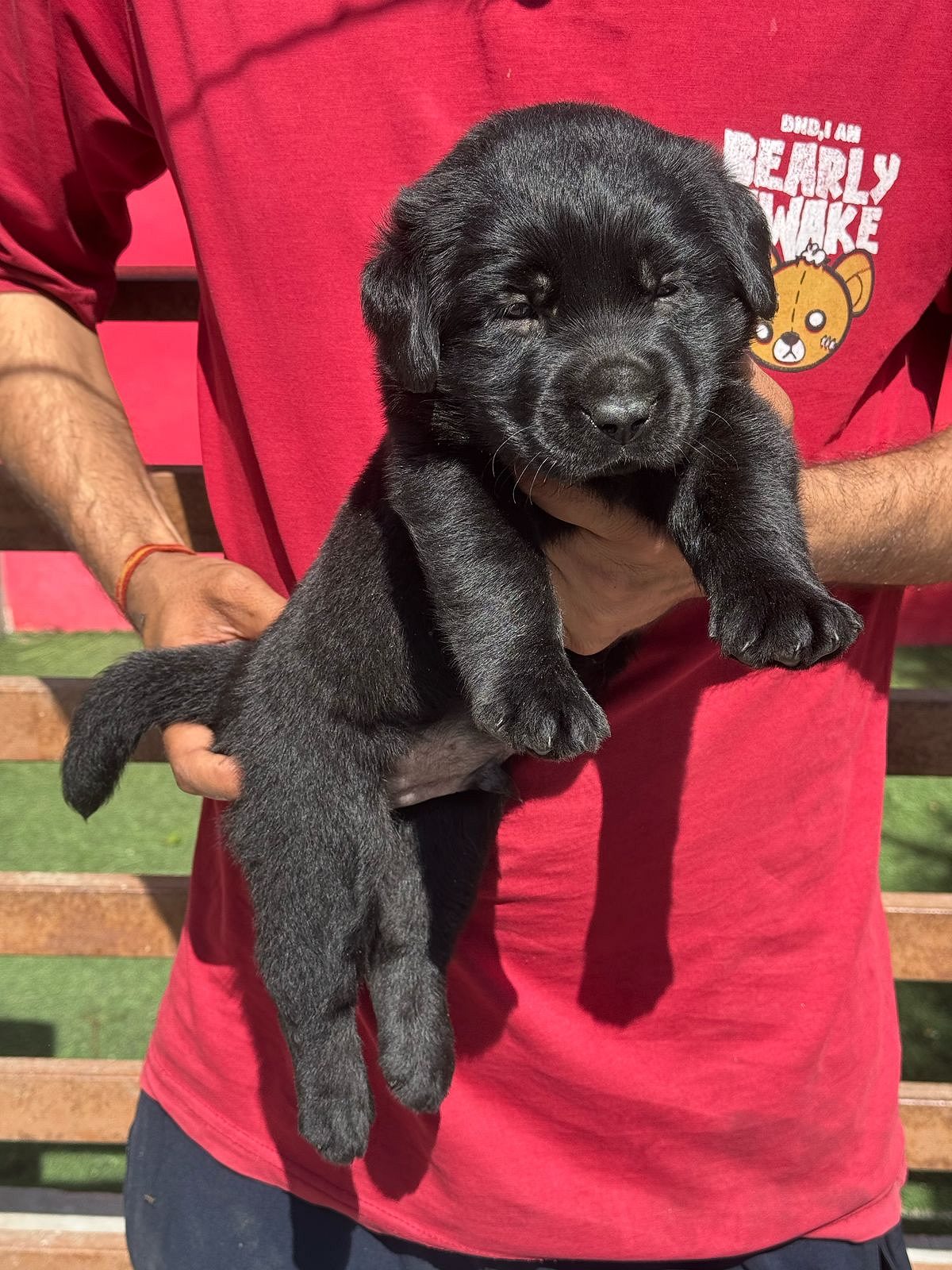 Trust Kennel Labrador Puppies For Sale