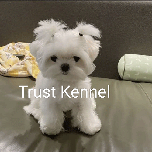 Trust Kennel Maltese Puppies For Sale