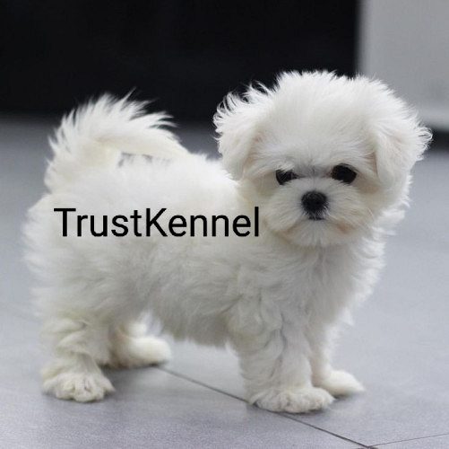 Trust Kennel Maltese Pups Available Here