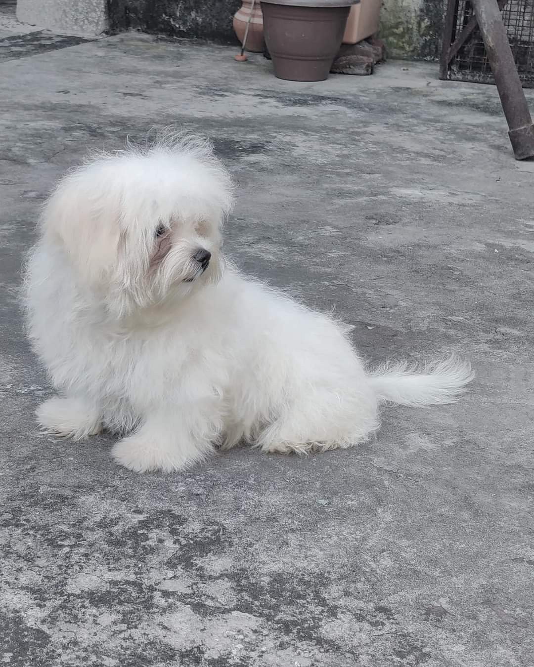 Trust Kennel Maltese Puppies For Sale