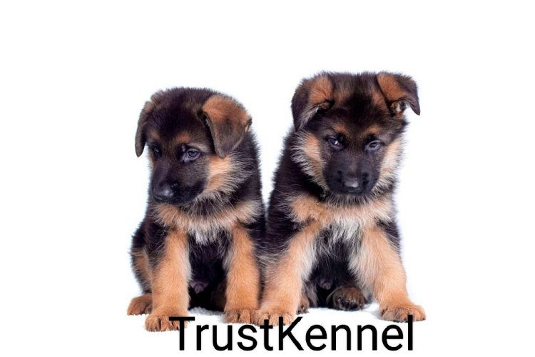 Trust Kennel Offers German Shepherd Puppies For Sale