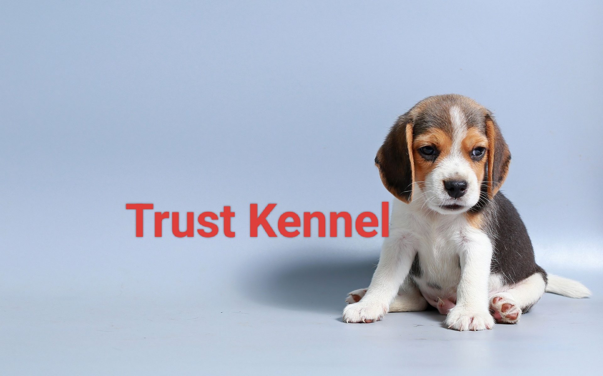 Trust Kennel Offers Beagle Puppies For Sale