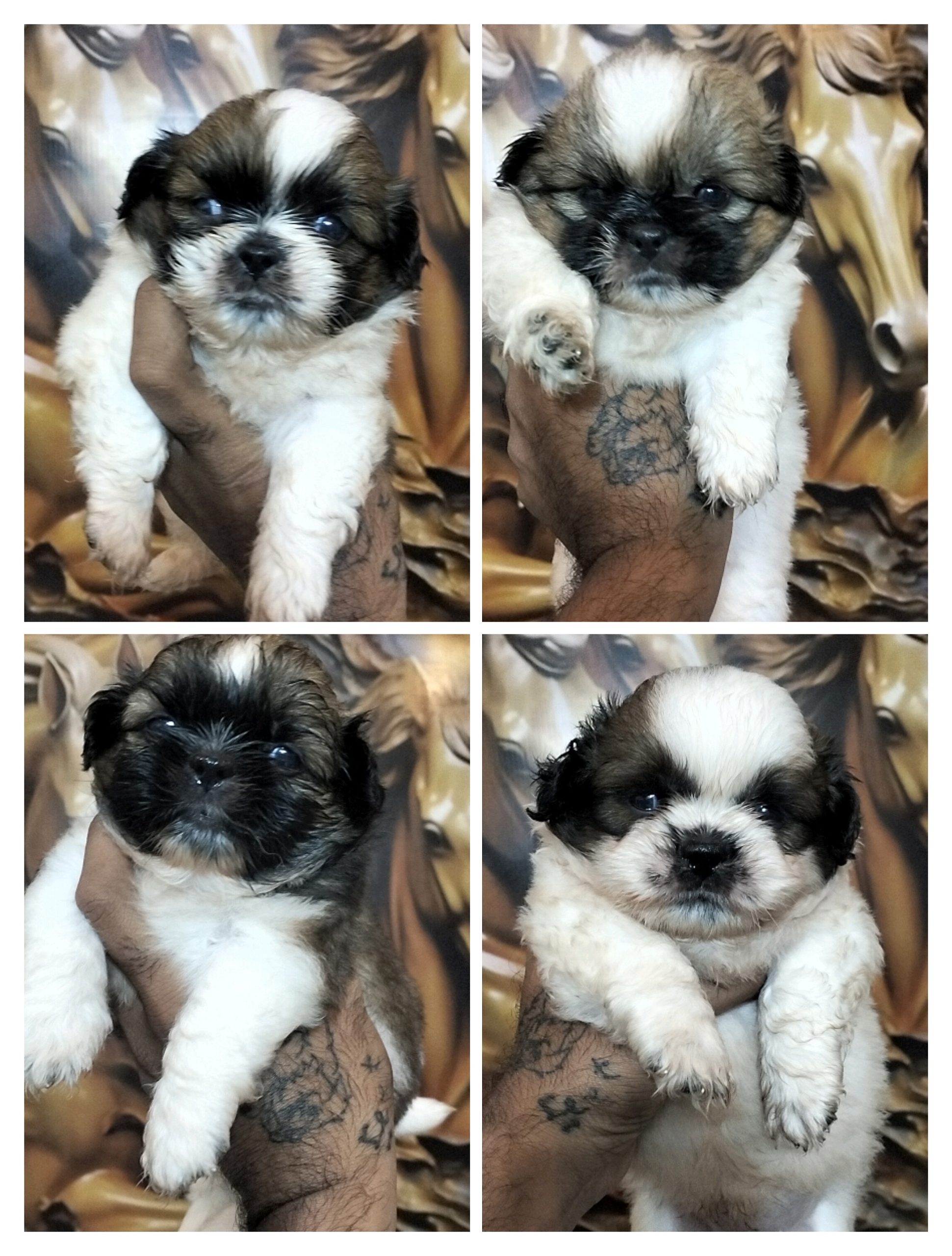 Trust Kennel Offers ShihTzu Puppies Available Here