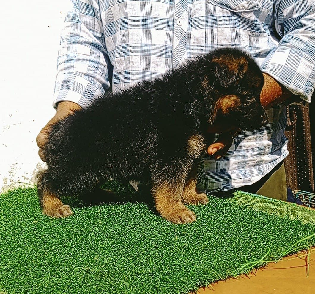 Trust Kennel Offers GermanShepherd Puppies For Sale