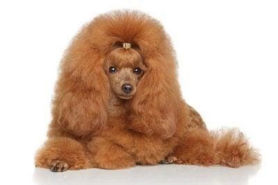 Trust-Kennel Poodle Pups For Sale