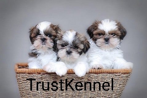 Trust Kennel ShihTzu Puppies Ready For Sale