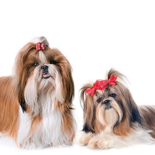 Trust Kennel Shihtzu Pups Available in Delhi