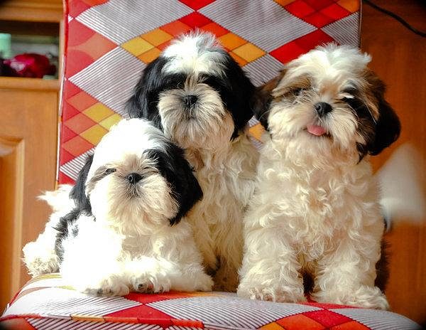 Trust-Kennel ShihTzu Puppies Available