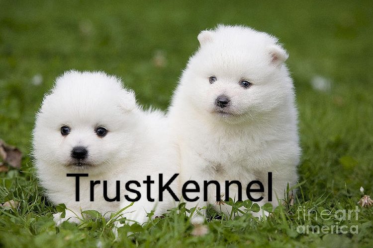 Trust Kennel Spitz Pups Available Here