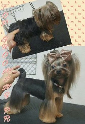 Trust Kennel YorkshireTerrier For Sale Delhi