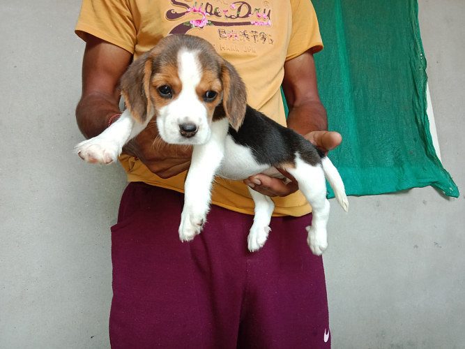 TrustDogSales Beagle Puppies For Sale Delhi