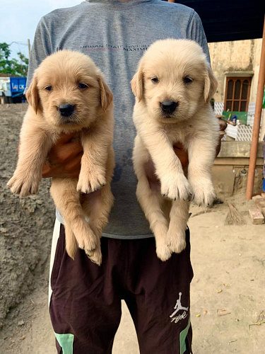 TrustDogSales Golden Retriever Puppies For Sale Delhi