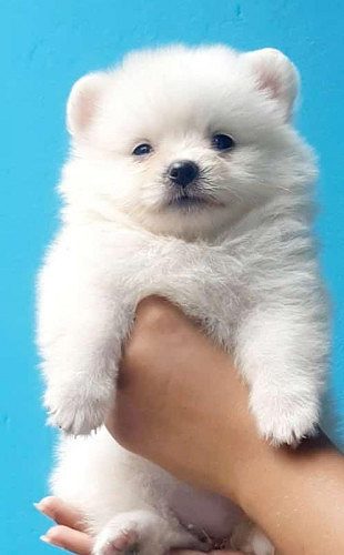 TrustDogSales Pom Pups Available Here