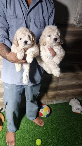 TrustDogSales Poodle Pups For Sale