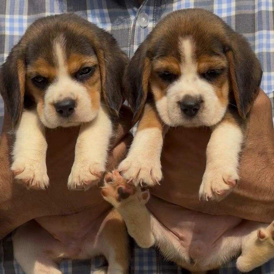 Two Beagle Puppies in Chandigarh | Jalandhar | Delhi NCR
