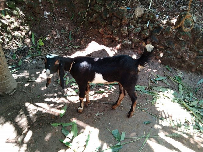Two black Malabar female goat