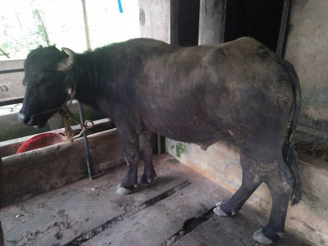 Two buffalo for sale