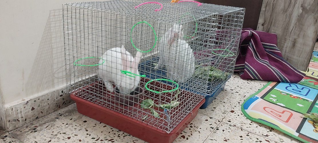Two Male rabbit for sell